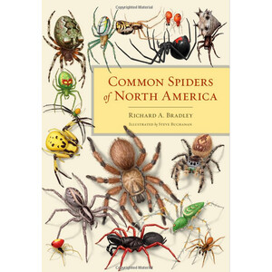 COMMON SPIDERS OF NORTH AMERICA