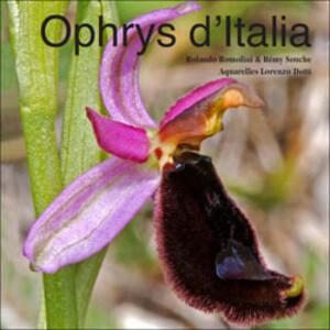 OPHRYS D'ITALIA
