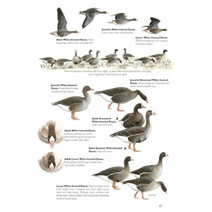 THE HELM GUIDE TO BIRD IDENTIFICATION. AN IN-DEPTH LOOK AT THE CONFUSION SPECIES 3