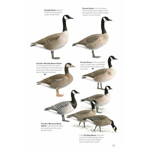 THE HELM GUIDE TO BIRD IDENTIFICATION. AN IN-DEPTH LOOK AT THE CONFUSION SPECIES 4