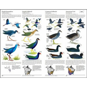 THE SIBLEY GUIDE TO BIRDS. 2ND EDITION_1