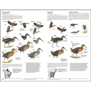 THE NORTH AMERICAN BIRD GUIDE. 2ND EDITION 3