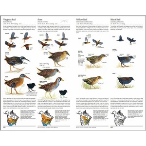 THE NORTH AMERICAN BIRD GUIDE. 2ND EDITION 4