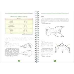 GUÍA DE IDENTIFICACIÓN DE RAPACES IBÉRICAS POR RESTOS ÓSEOS. (2ª PARTE, RAPACES MEDIANAS DIURNAS) 2
