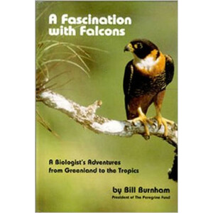 A FASCINATION WITH FALCONS