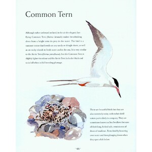 AN ILLUSTRATED COASTAL YEAR. THE SEASHORE UNCOVERED SEASON BY SEASON 2