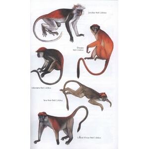 THE KINGDON POCKET GUIDE TO AFRICAN MAMMALS_1