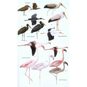 HELM FIELD GUIDES. BIRDS OF MADAGASCAR AND THE INDIAN OCEAN ISLANDS_1