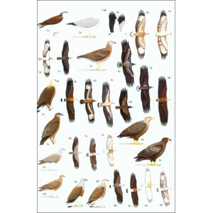 HELM FIELD GUIDES. BIRDS OF SOUTH-EAST ASIA. CONCISE EDITION 3