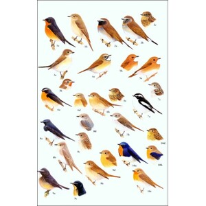 HELM FIELD GUIDES. BIRDS OF SOUTH-EAST ASIA. CONCISE EDITION 4