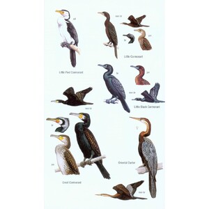 HELM FIELD GUIDES. BIRDS OF BORNEO_1