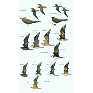 HELM FIELD GUIDES. BIRDS OF BORNEO 3