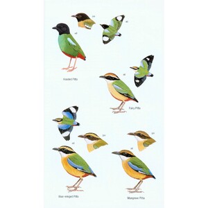 HELM FIELD GUIDES. BIRDS OF BORNEO 5