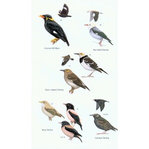 HELM FIELD GUIDES. BIRDS OF BORNEO 6
