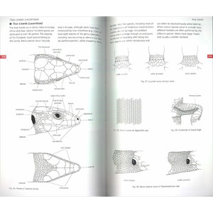 FIELD GUIDE TO THE AMPHIBIANS &AMP; REPTILES OF BRITAIN AND EUROPE 3