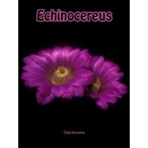 ECHINOCEREUS