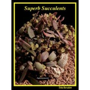 SUPERB SUCCULENTS: A SELECTION (PREDOMINANTLY) OF WINNING PLANTS FROM SUCCULENT SHOWS THAT HAVE BEEN POTTED AND STAGED FOR PERFECTION
