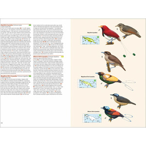 BIRDS OF NEW GUINEA. INCLUDING BISMARCK ARCHIPELAGO AND BOUGAINVILLE 3