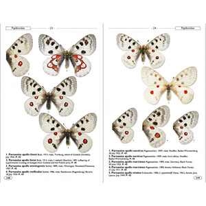 BUTTERFLIES OF EUROPE AND NEIGHBOURING REGIONS 2