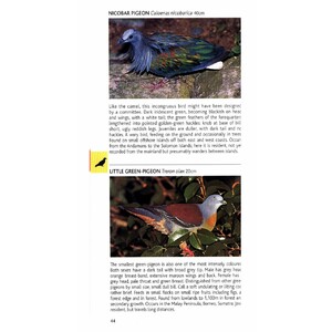 POCKET PHOTO GUIDE TO THE BIRDS OF PENINSULAR MALAYSIA AND SINGAPORE 3