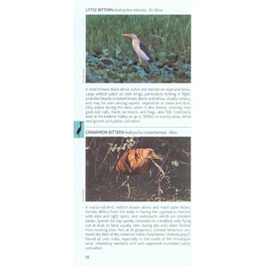 POCKET PHOTO GUIDE TO THE BIRDS OF THE HIMALAYAS 3