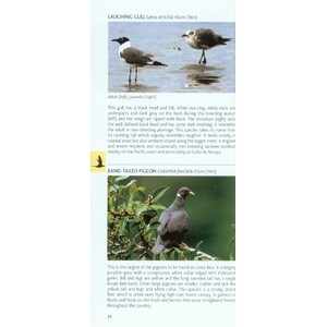 POCKET PHOTO GUIDE TO THE BIRDS OF COSTA RICA 3