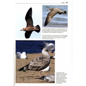 GULLS OF THE WORLD. A PHOTOGRAPHIC GUIDE 3