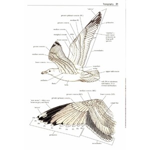GULLS OF THE WORLD. A PHOTOGRAPHIC GUIDE 4