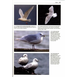 GULLS OF THE WORLD. A PHOTOGRAPHIC GUIDE 5