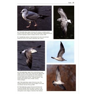 GULLS OF THE WORLD. A PHOTOGRAPHIC GUIDE 6