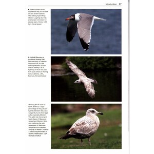 GULLS OF THE WORLD. A PHOTOGRAPHIC GUIDE 7
