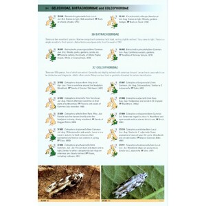 BRITISH MOTHS. A PHOTOGRAPHIC GUIDE TO THE MOTHS OF BRITAIN AND IRELAND_1