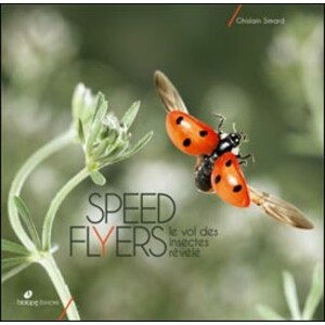 SPEED FLYERS-LE VOL DES INSECTES RÉVÉLÉ