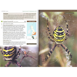 BRITAIN'S SPIDERS: A FIELD GUIDE 2