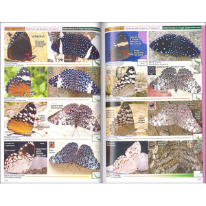 A SWIFT GUIDE TO BUTTERFLIES OF MEXICO AND CENTRAL AMERICA. 2ND ED. 2