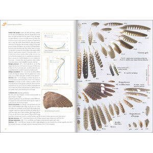IDENTIFIER LES PLUMES DES OISEAUX D'EUROPE OCCIDENTALE 3