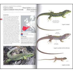 GUÍA DE CAMPO DE LOS ANFIBIOS Y REPTILES DE ESPAÑA Y DE EUROPA 3