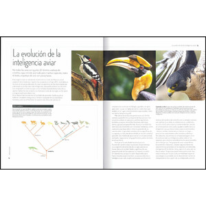 A VUELO DE PÁJARO. LA EXTRAORDINARIA INTELIGENCIA DE LAS AVES_1