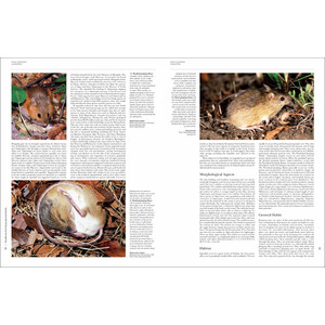 HANDBOOK OF THE MAMMALS OF THE WORLD. VOL. 7 RODENTS II_1