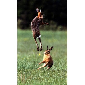 THE WAY OF THE HARE 4