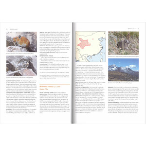 LAGOMORPHS: PIKAS, RABBITS, AND HARES OF THE WORLD 2