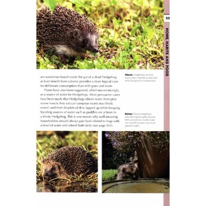 RSPB SPOTLIGHT: HEDGEHOGS 4