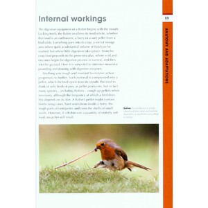 RSPB SPOTLIGHT: ROBINS 2