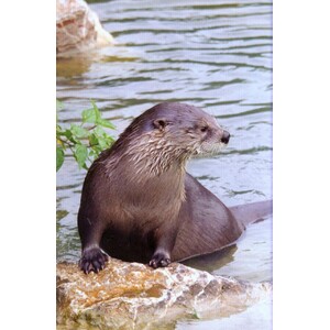 RSPB SPOTLIGHT: OTTERS_1