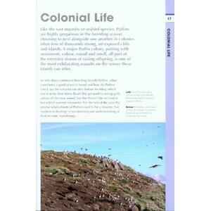 RSPB SPOTLIGHT: PUFFINS_1