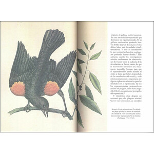 LA SABIDURIA DE LAS AVES_1