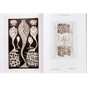 THE ART AND SCIENCE OF ERNST HAECKEL_1