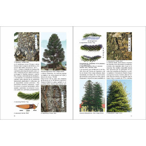 ÁRBOLES NATIVOS E INTRODUCIDOS EN PATAGONIA/ NATIVE AND INTRODUCED TREES IN PATAGONIA_1