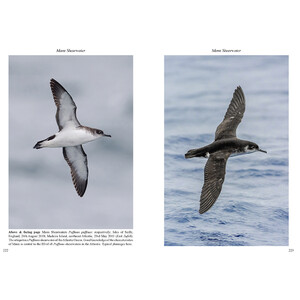 MULTIMEDIA IDENTIFICATION GUIDE TO NORTH ATLANTIC SEABIRDS. SHEARWATERS. JOUANIN'S &AMP; WHITE-CHINNED PETRELS 4