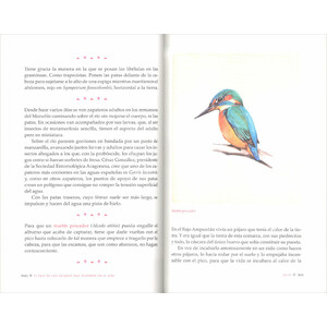 EL PAÍS DE LOS PÁJAROS QUE DUERMEN EN EL AIRE 4